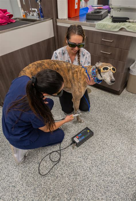 village vet webster|the village vet sterling ridge.